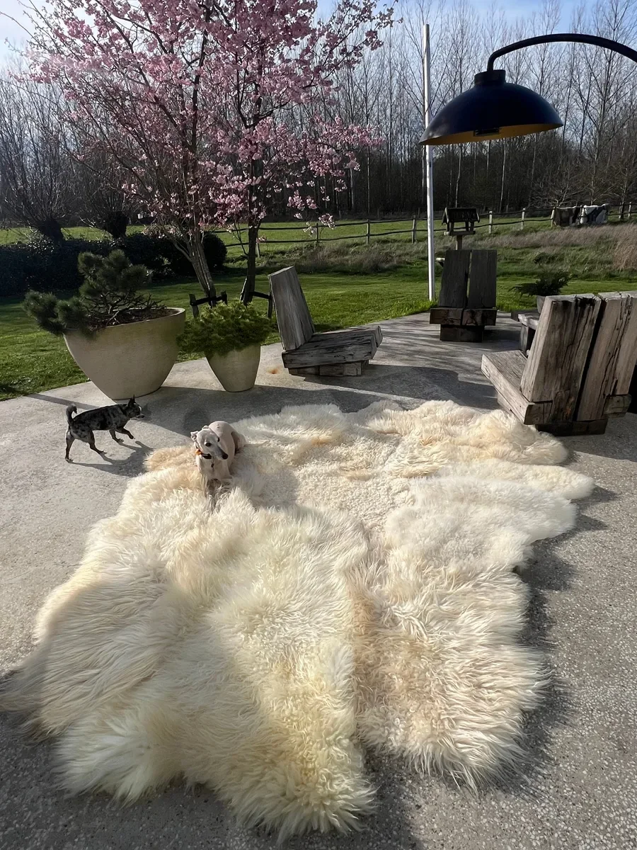 Nugget by Wol Society, a large buttery cream sheep skin rug with curly and silky fleece