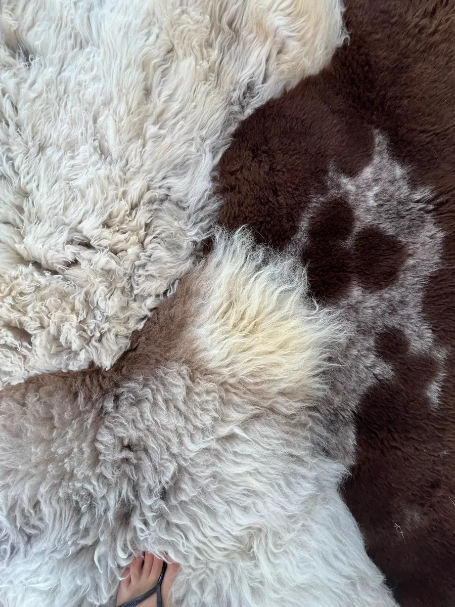 Muffin by Wol Society, a curly oatmeal and grey-taupe sheep skin rug with chocolate brown pelts
