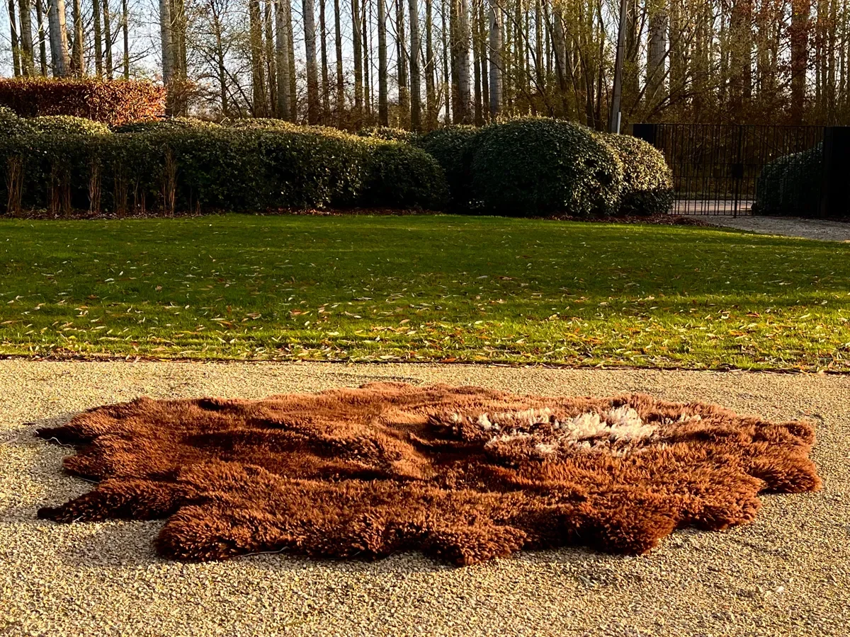 Jackson Hole by Wol Society, a shaggy chocolate brown sheepskin rug with a splash of white at its center
