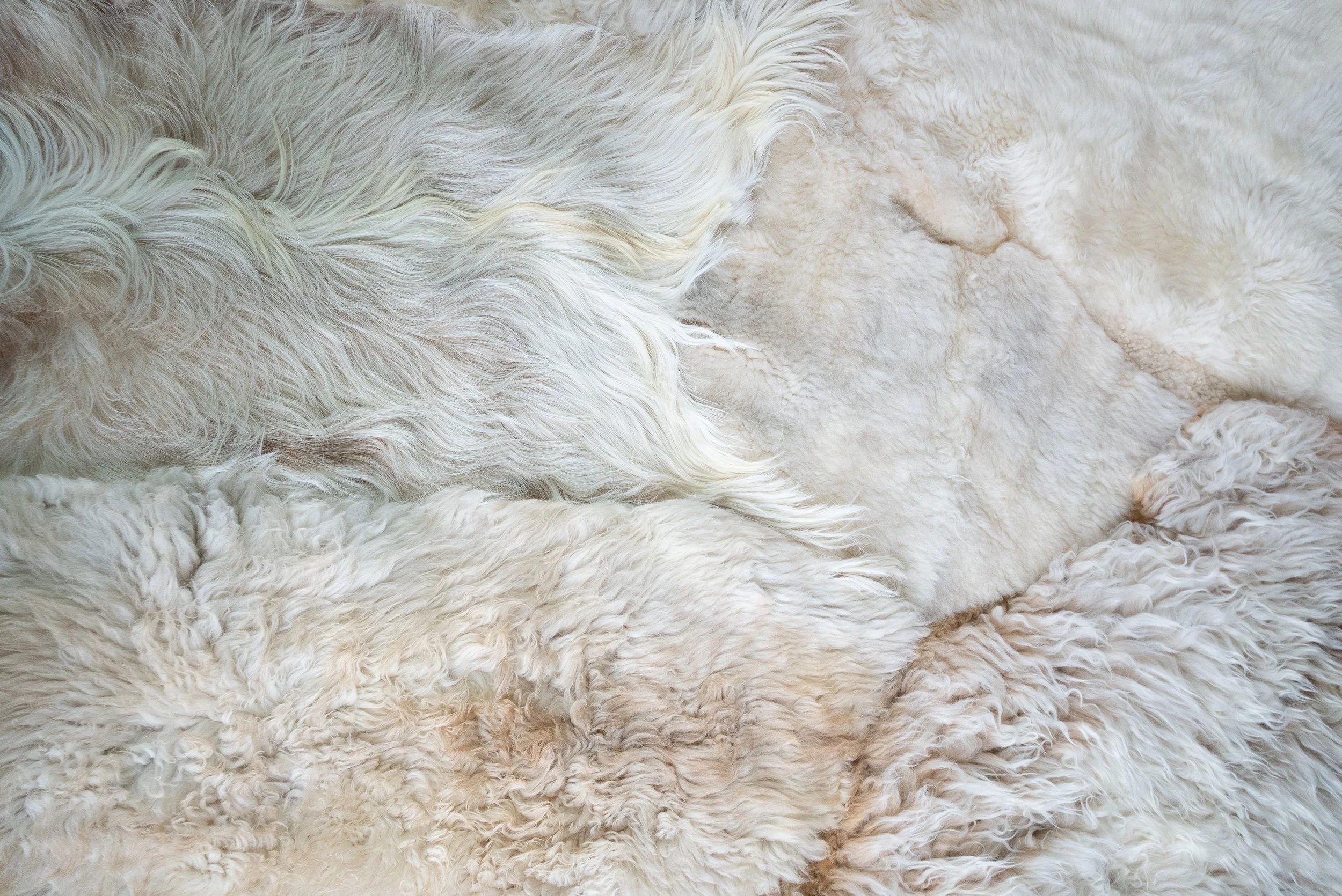 alfie-grey-white-sheepskin-rug (9).jpg