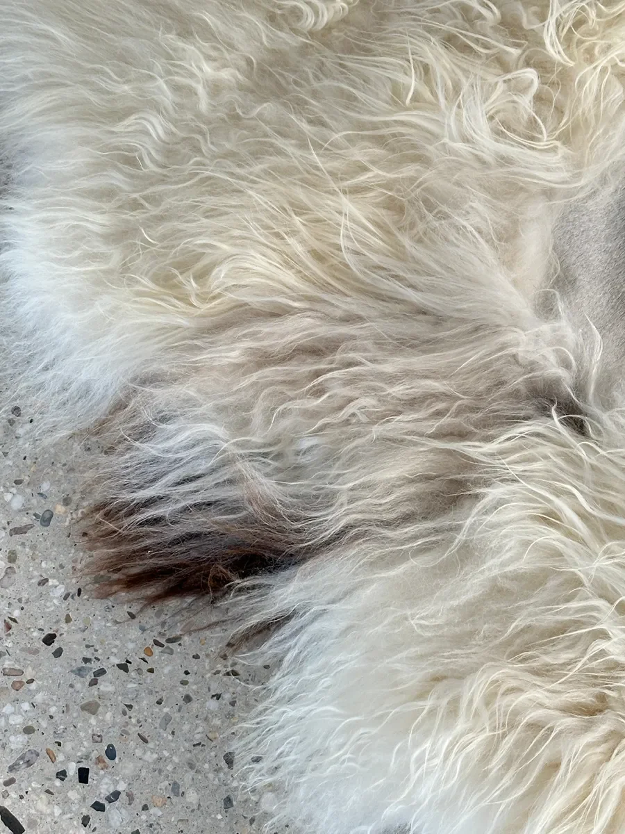 Easy by Wol Society, a pale grey cowhide rug edged with long, fluffy creamy white sheepskin
