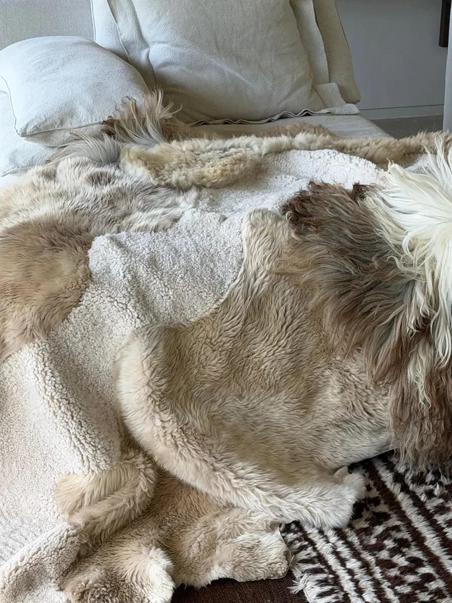 Noodles by Wol Society, a taupe and cream sheep skin rug with a smooth ivory center and a shaggy grey-brown pelt