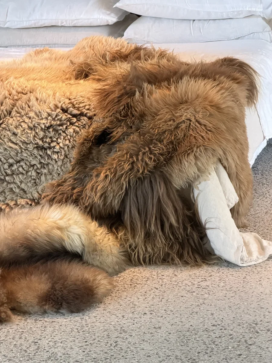 Snickers by Wol Society, a shaggy caramel and mocha sheep skin rug with a curly oatmeal center