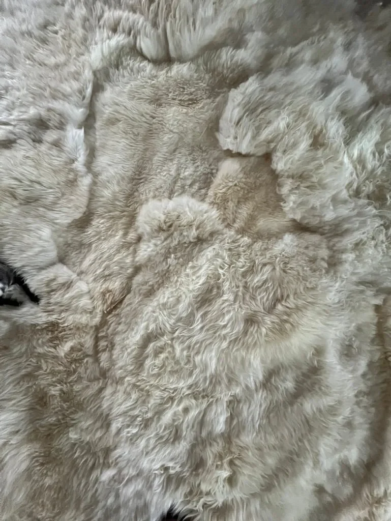 Mieke 205 by Wol Society, a cream sheep skin rug with long, wavy fleece