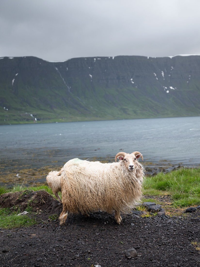 Long-fleeced Icelandic sheep with horns by the water below green cliffs, a breed used in Wol Society sheep skin rugs