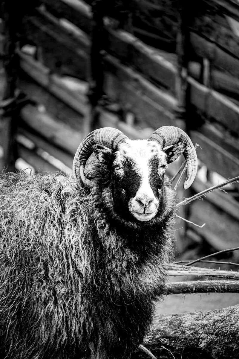 Gute sheep from Gotland