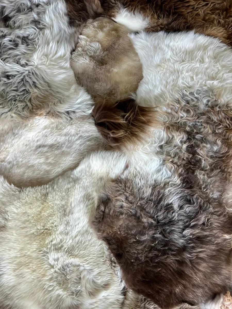 Prince by Wol Society, a large white and brown patchwork sheepskin rug with chestnut and chocolate curls