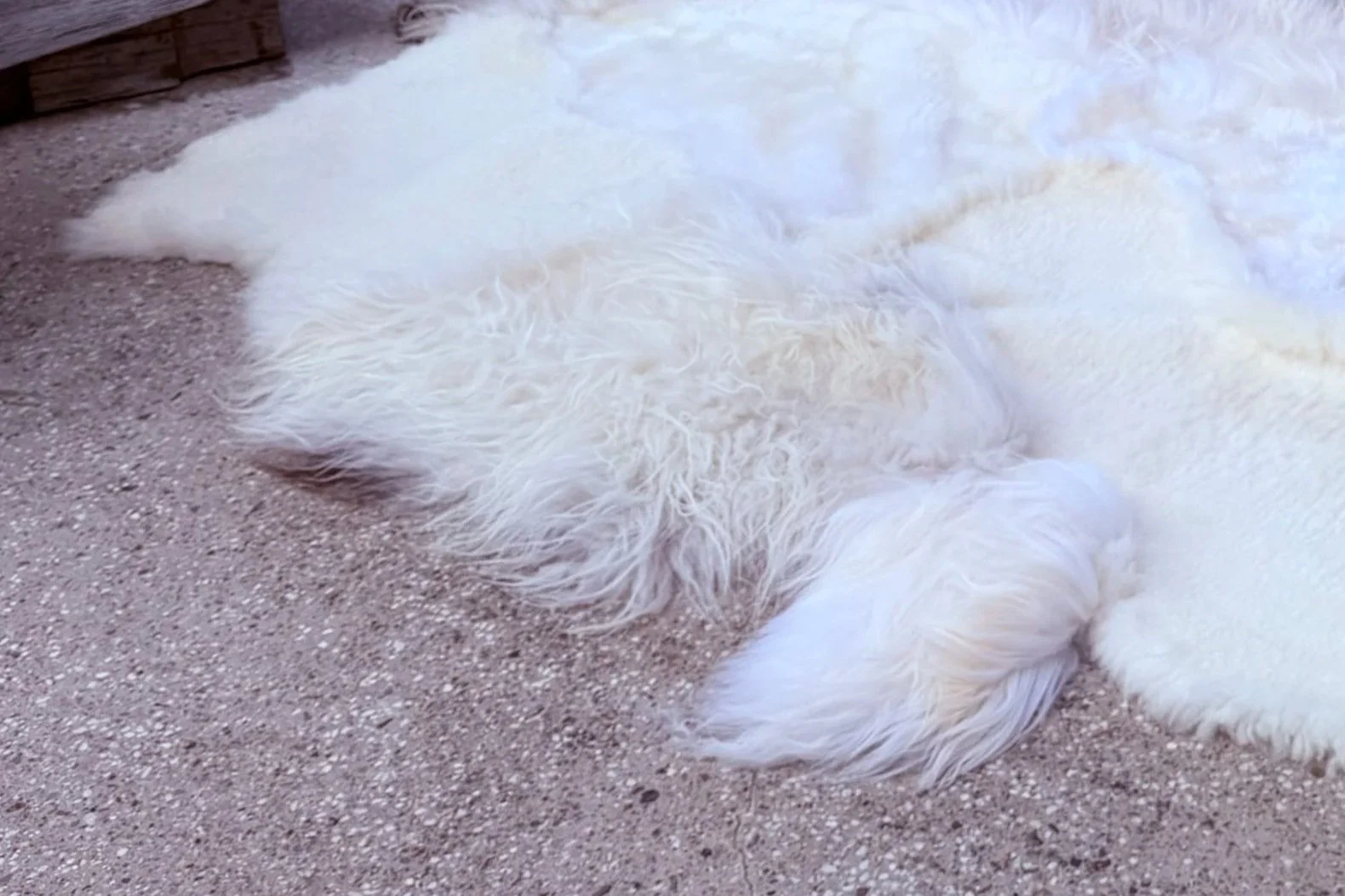 Archie by Wol Society, an ivory sheep skin rug with long silky locks and one dark-tipped edge.