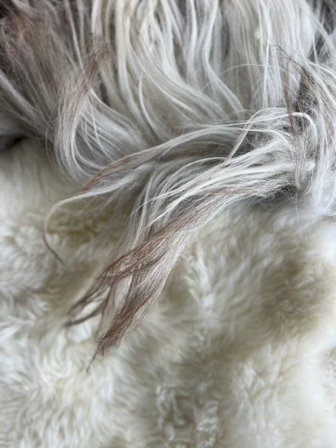 Amy by Wol Society, a creamy white sheep skin rug with grey-brown edges on a speckled floor beside a leather sofa.
