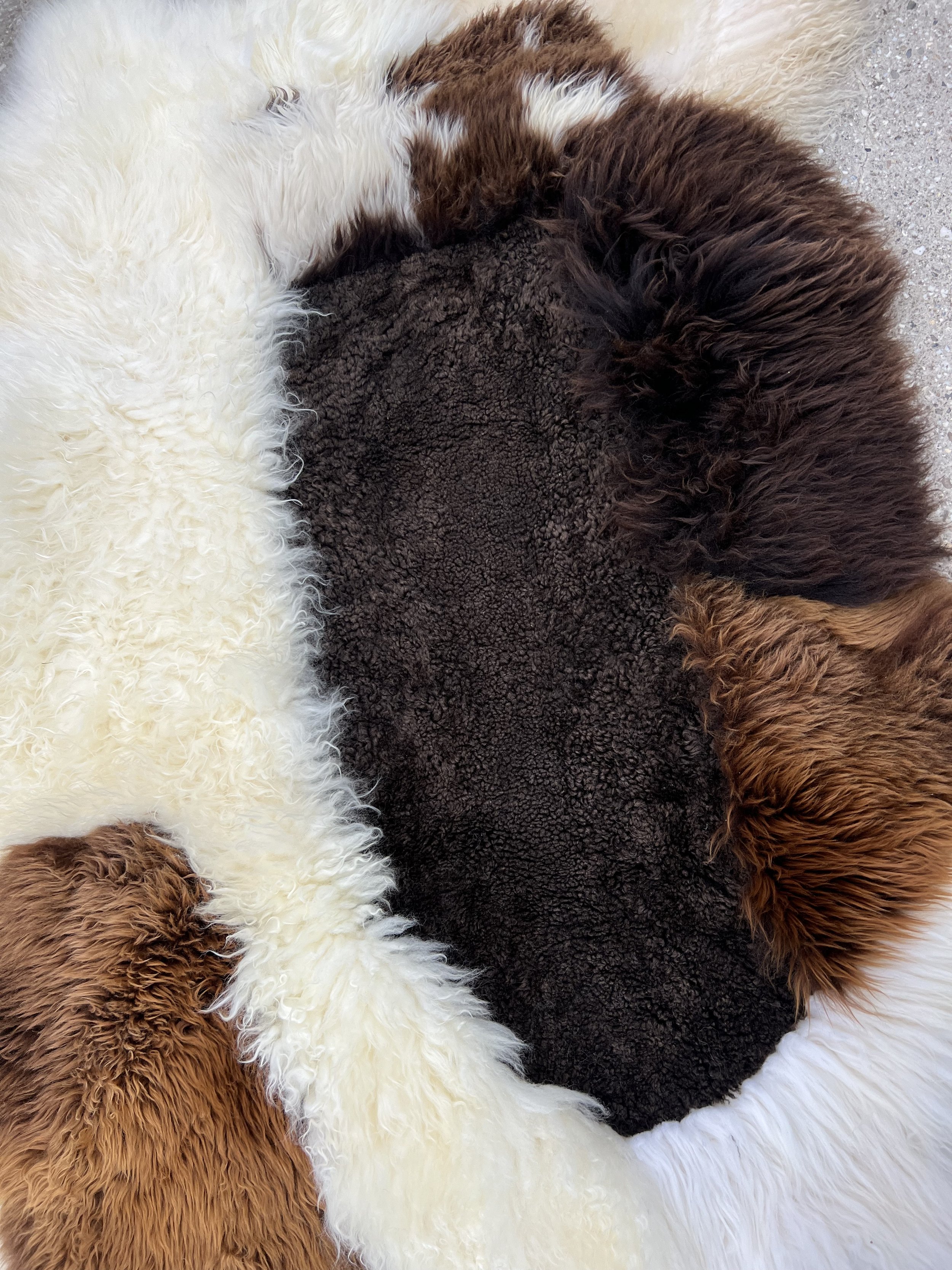 Buddy by Wol Society, a creamy and brown sheepskin rug with a balance of creamy ivory, espresso, chocolate, and chestnut colored pelts.