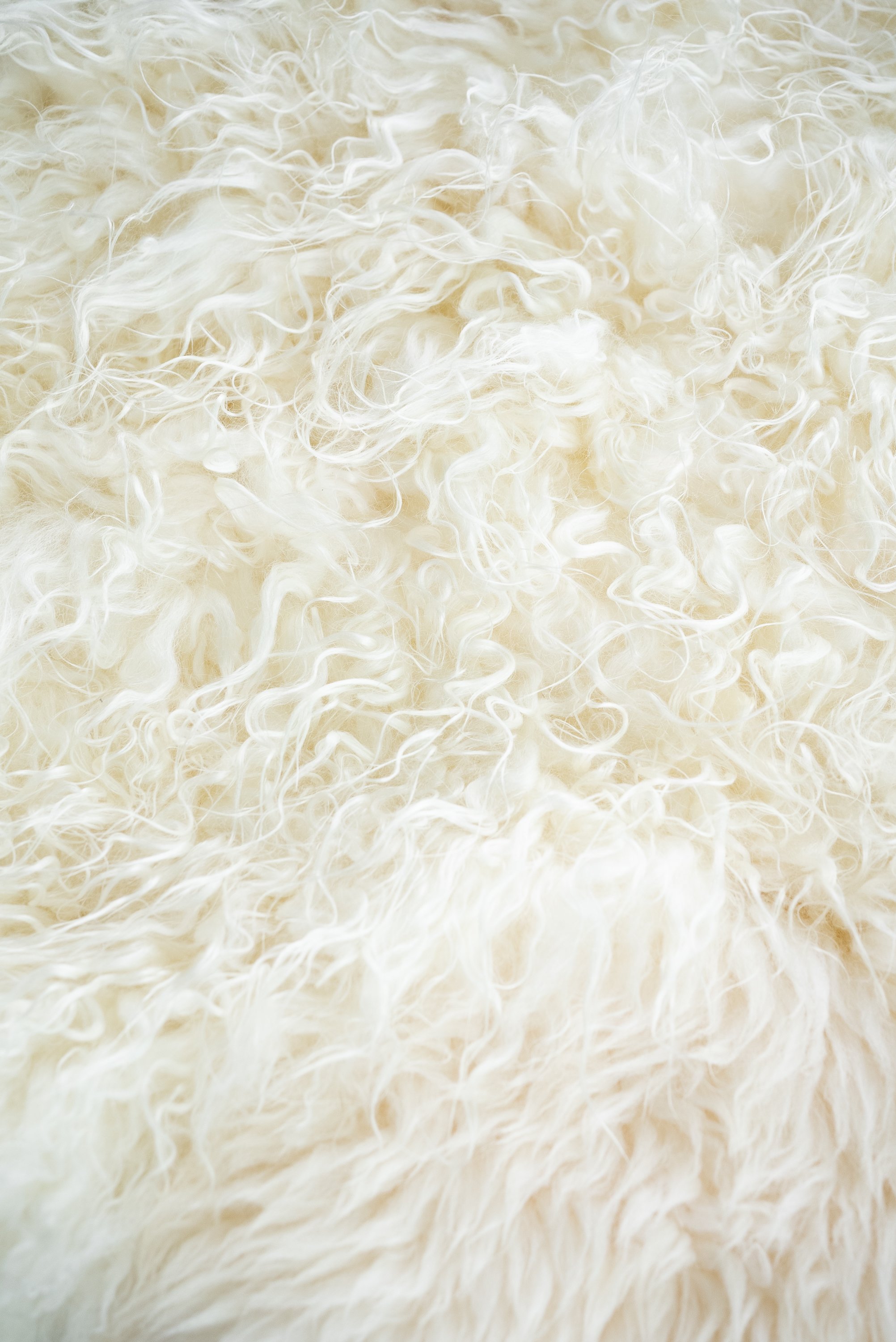 Kai by Wol Society, an ivory and cream sheep skin rug with long, gently wavy fleece