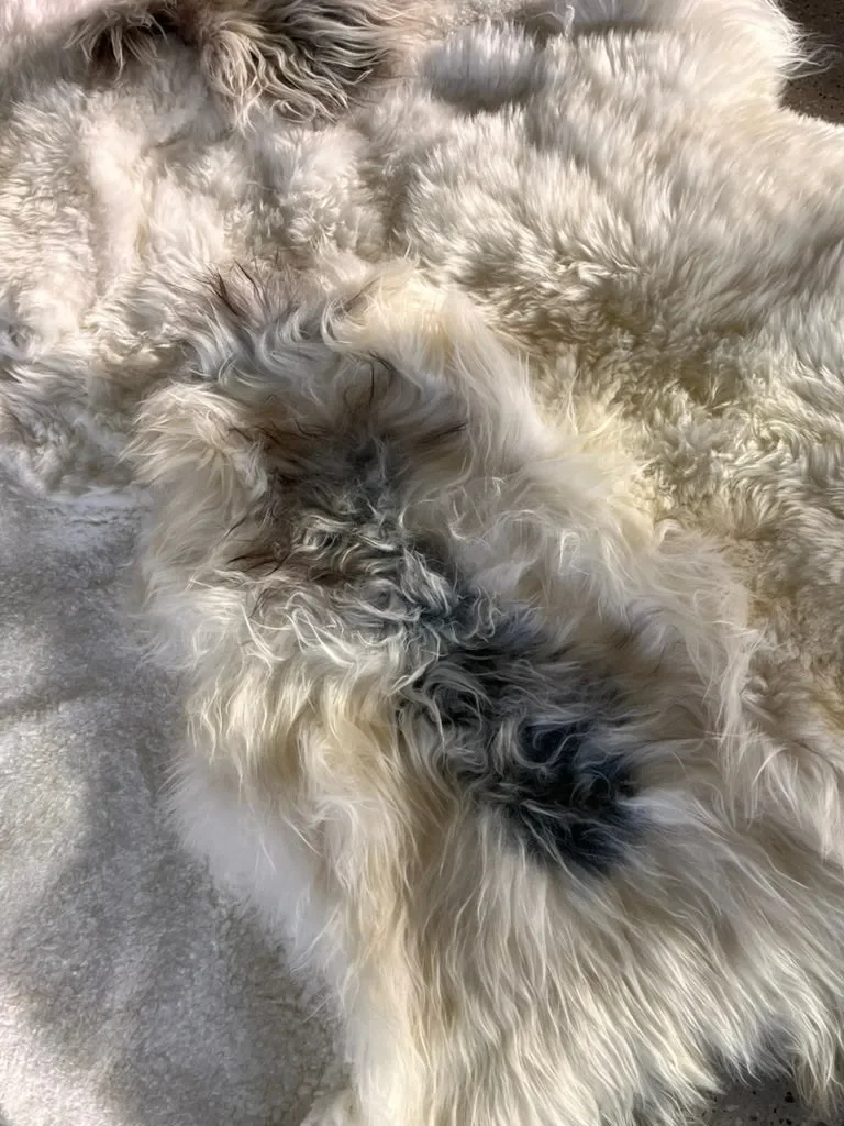 Oasis by Wol Society, a creamy white sheepskin rug with soft grey and smoky brown accents