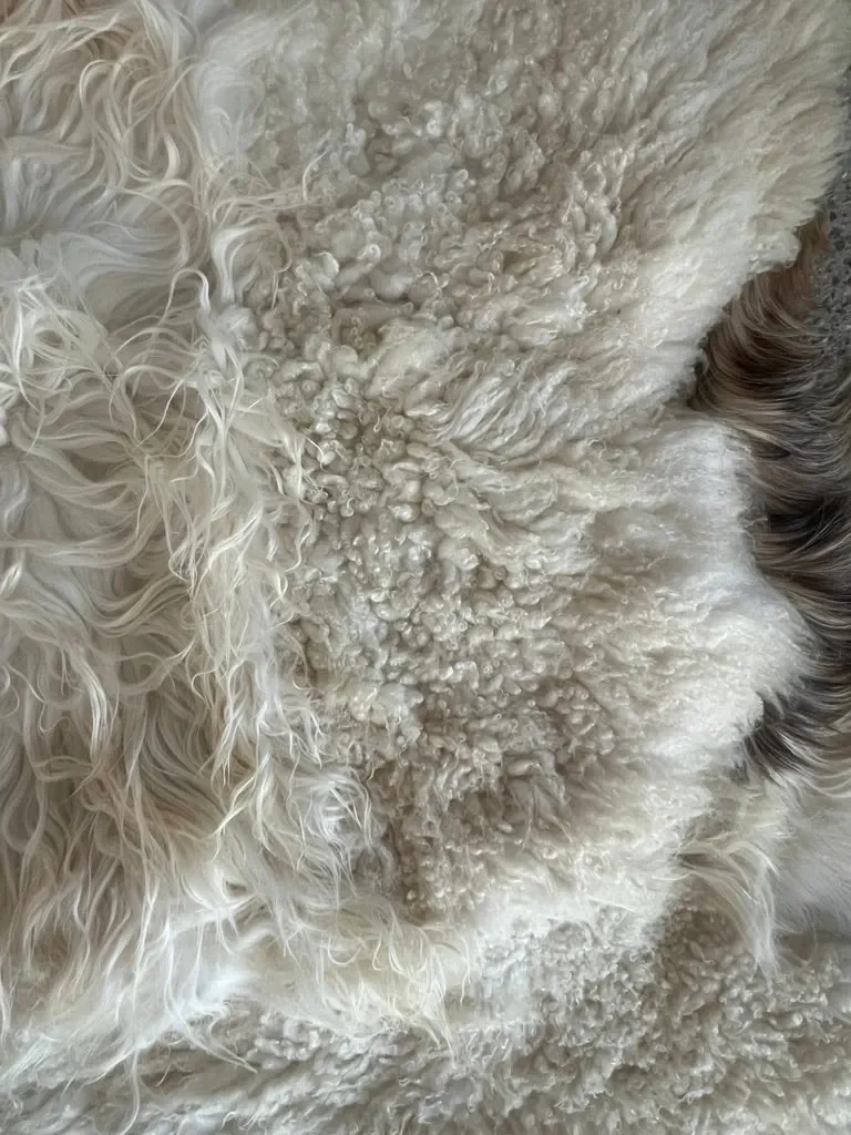 Gabin by Wol Society, a creamy white sheepskin rug with gently wavy fleece and a hint of dark brown