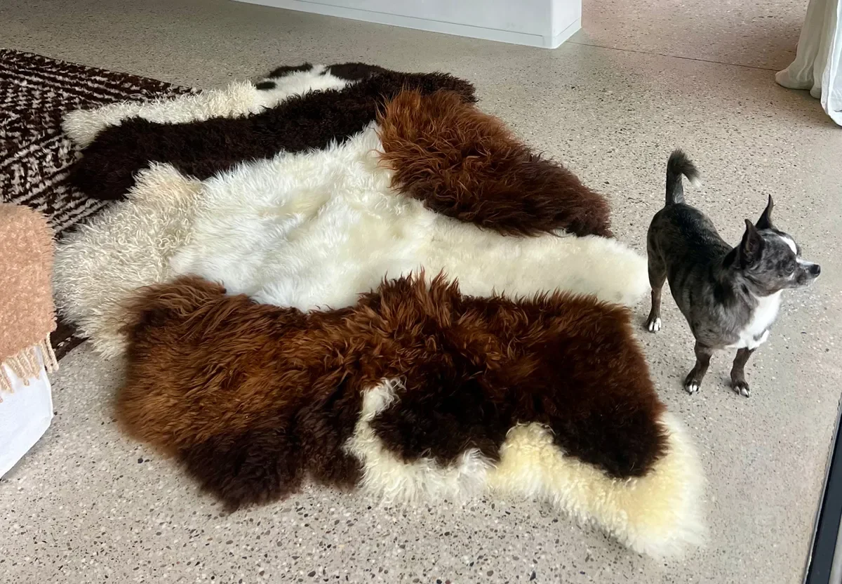Mary by Wol Society, a brown and cream sheep skin rug with bands of cream between chocolate and russet fleece