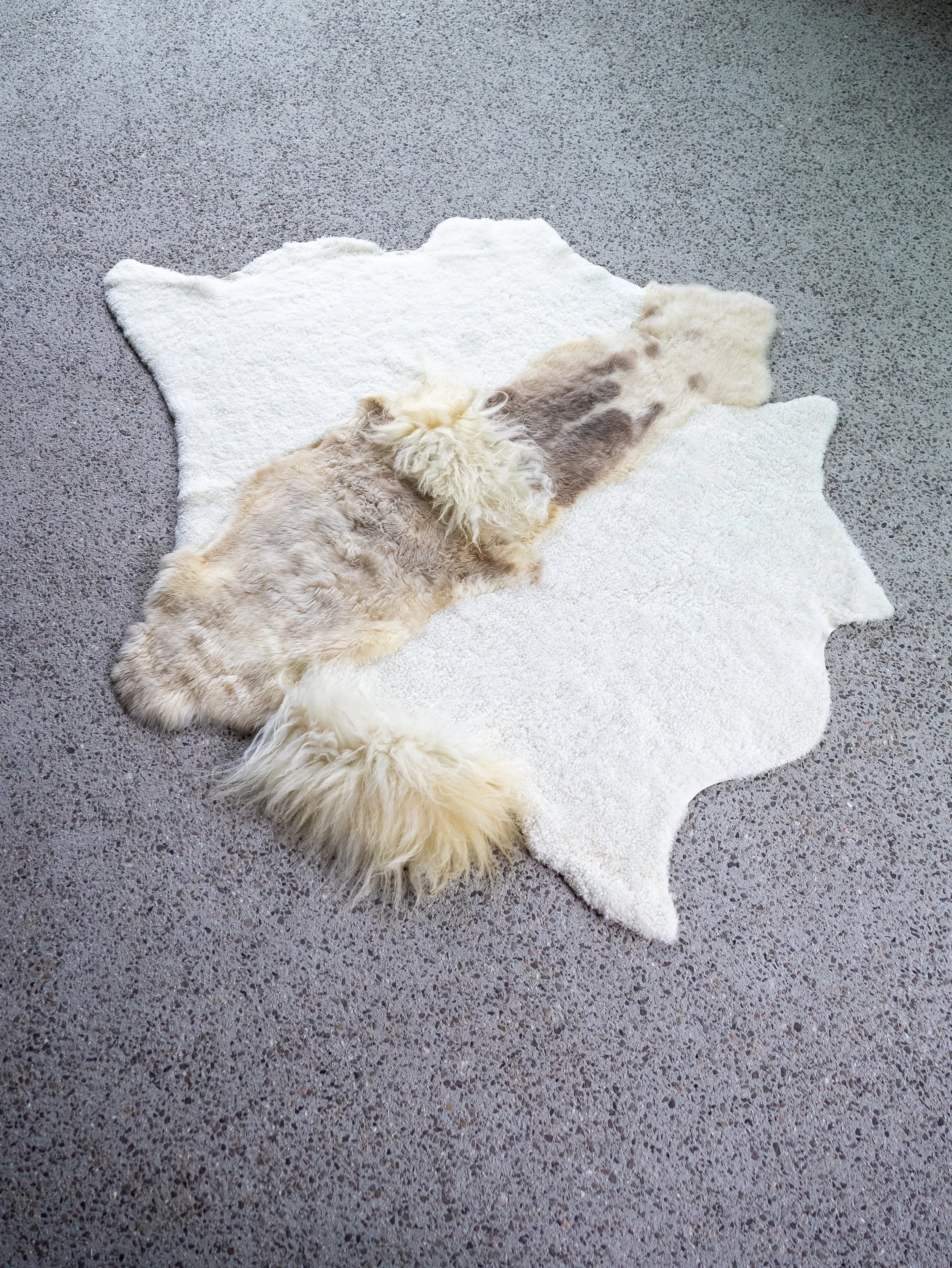 cutie-sheepskin-rug (2).jpg