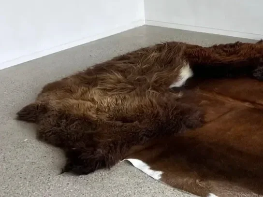 Chili-sheepskin-rug.webp