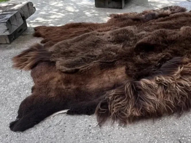 Barry by Wol Society, a shaggy dark brown sheepskin rug with caramel-colored tips