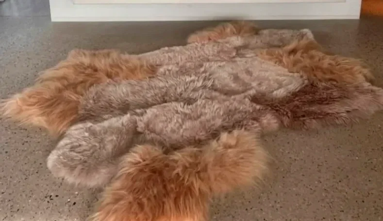 Blush by Wol Society, a dusky taupe sheep skin rug framed by long apricot and honey fleece