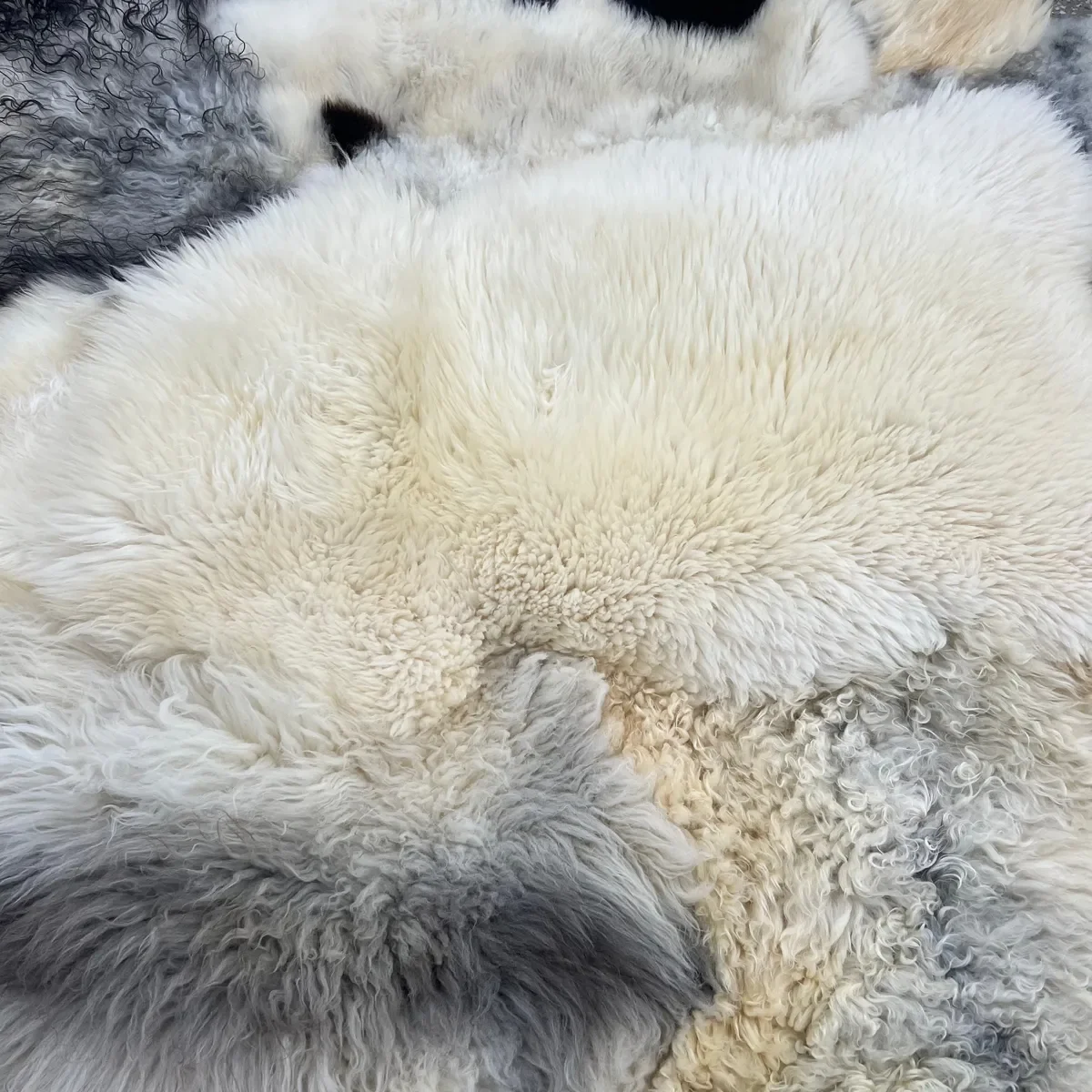 Timmy by Wol Society, a cream sheep skin rug with charcoal and soft grey pelts