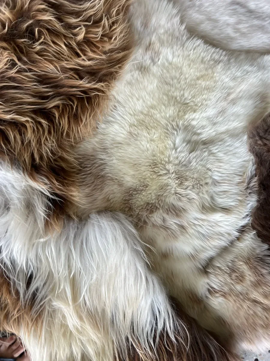 Prince by Wol Society, a large white and brown patchwork sheepskin rug with chestnut and chocolate curls