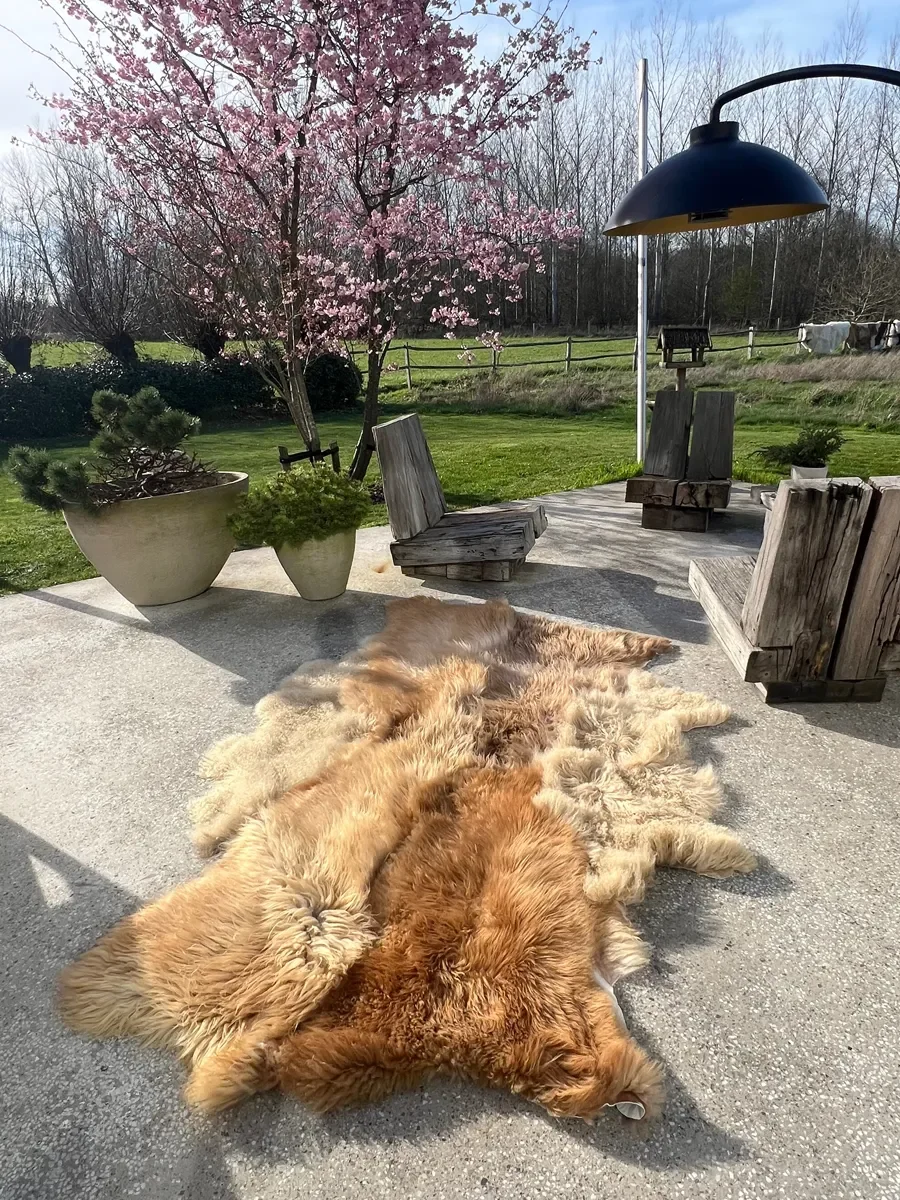 Punch by Wol Society, a golden honey and caramel sheep skin rug with lighter sandy pelts