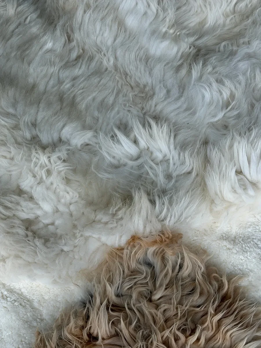 Yuto by Wol Society, a creamy white sheepskin rug with one sandy taupe pelt