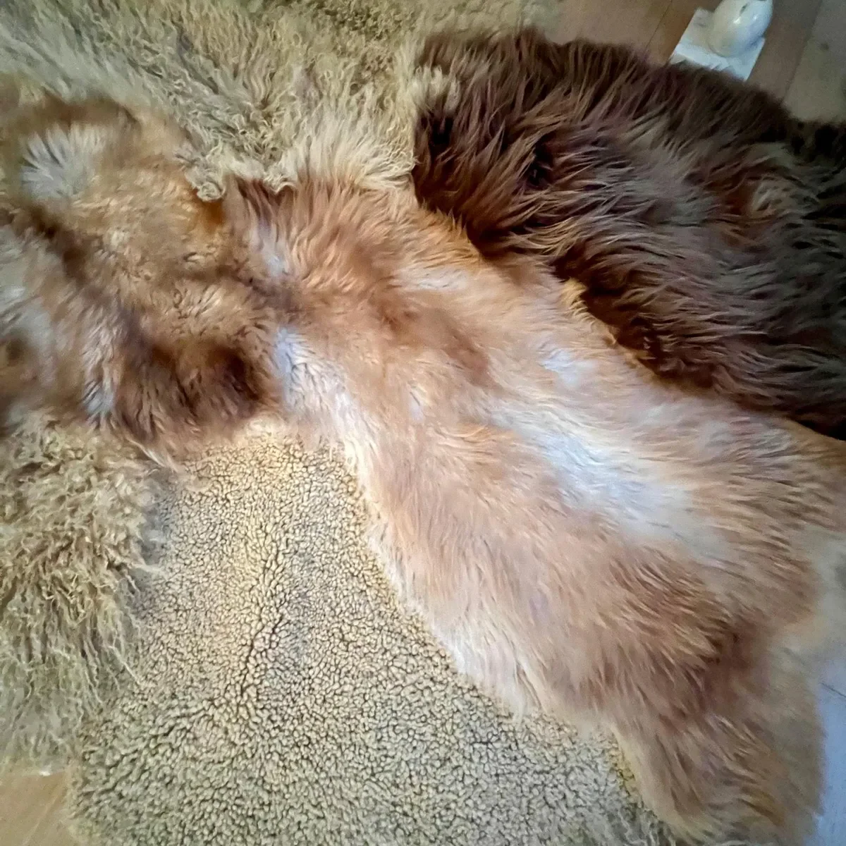 Cobra by Wol Society, a brown and cream patchwork sheepskin rug with long chestnut and curly cream fleece