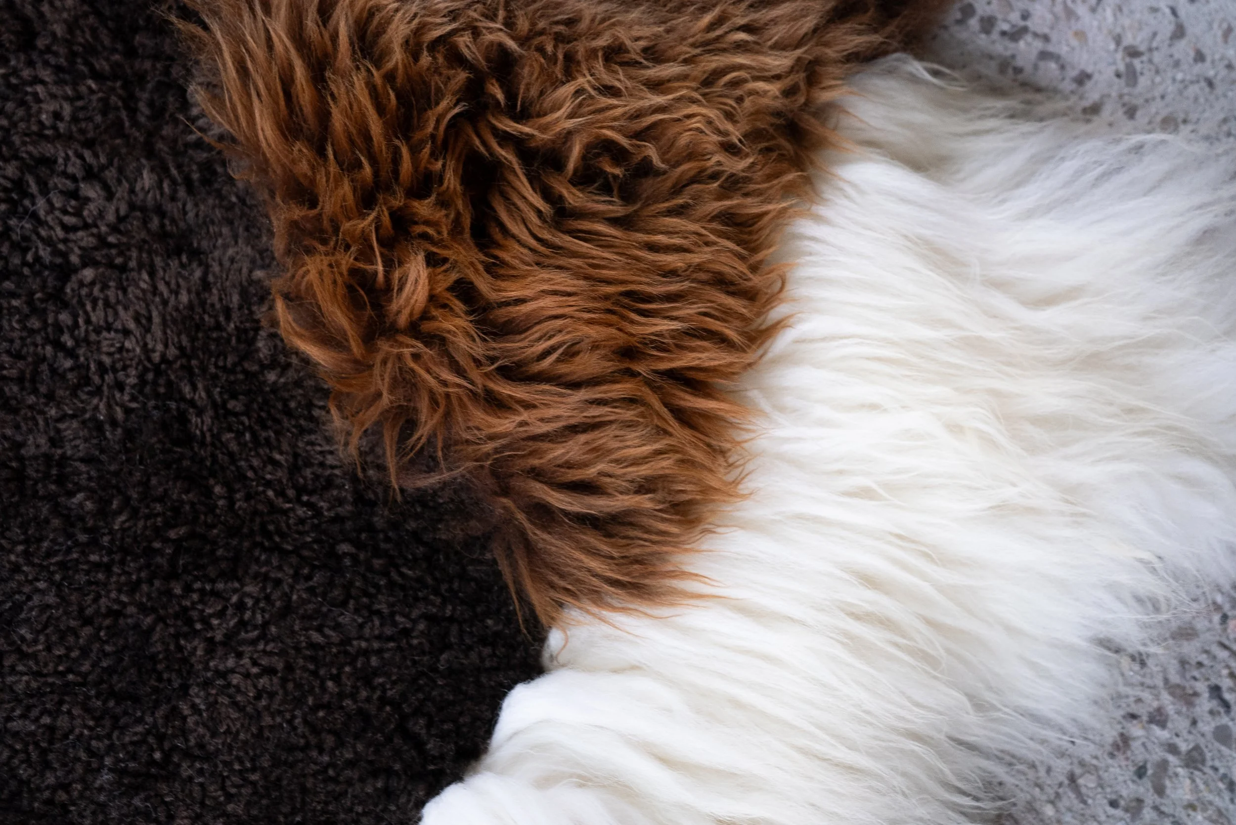 Buddy by Wol Society, a creamy and brown sheepskin rug with a balance of creamy ivory, espresso, chocolate, and chestnut colored pelts.