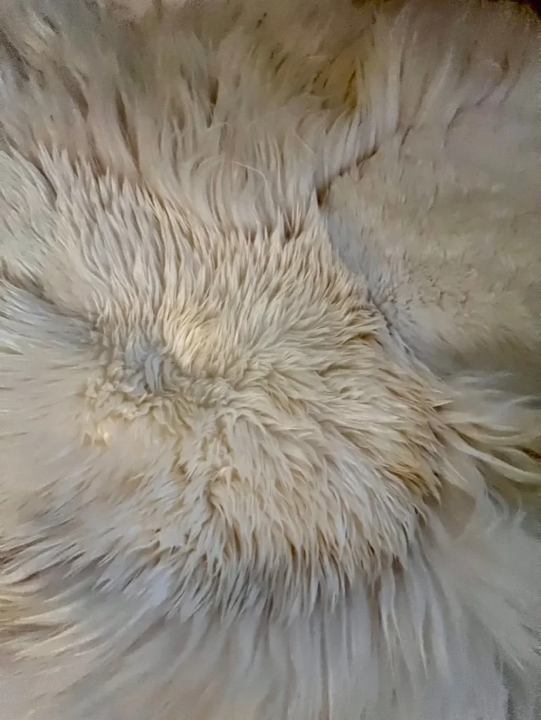 Layla by Wol Society, a creamy white sheepskin rug with long, flowing fleece