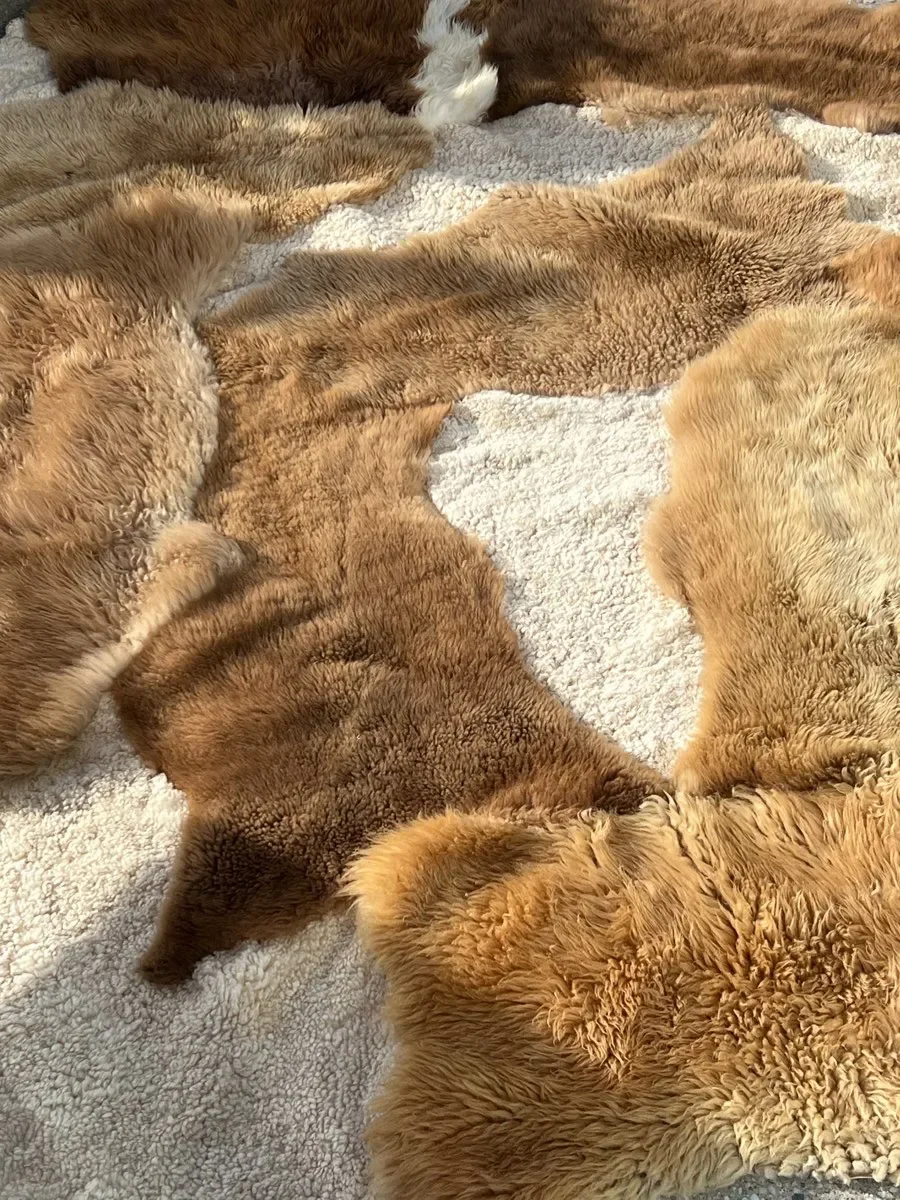 Wuzzy by Wol Society, a large caramel and honey sheep skin rug with patches of curly cream