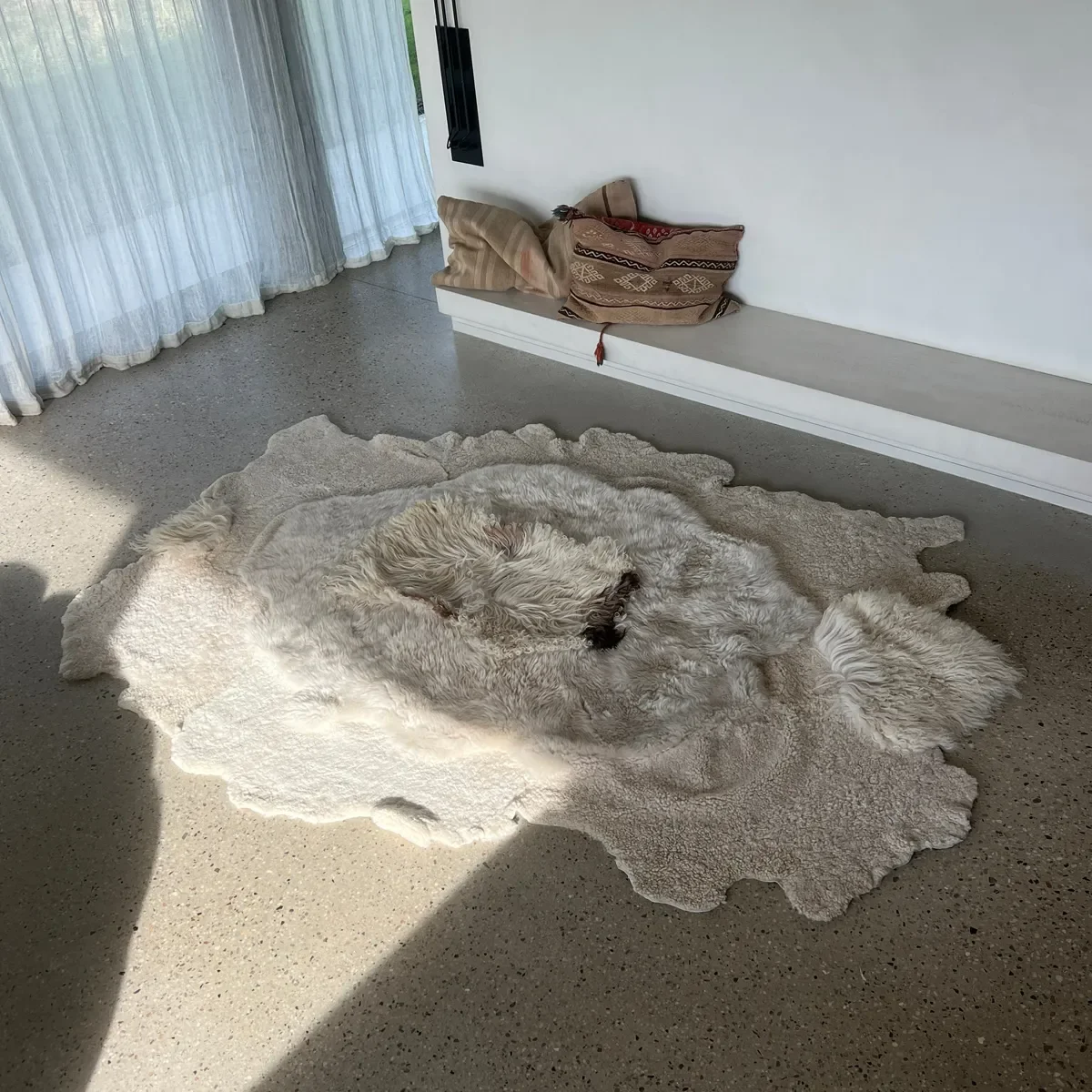 Jules by Wol Society, an ivory sheep skin rug with curly edges and one dark brown accent at its center