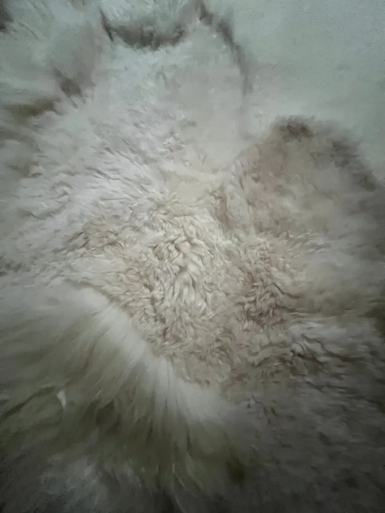 Lewis by Wol Society, an elongated white sheepskin rug with long, fluffy fleece