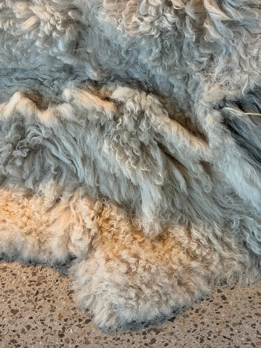 Crumble by Wol Society, a curly ivory and oatmeal sheep skin rug with a shaggy grey tuft