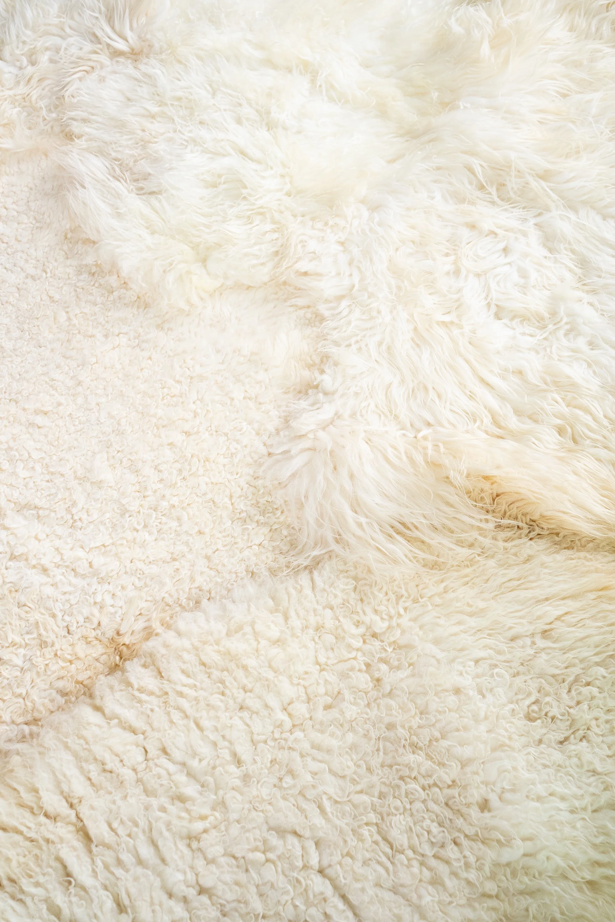 Nugget by Wol Society, a large buttery cream sheep skin rug with curly and silky fleece