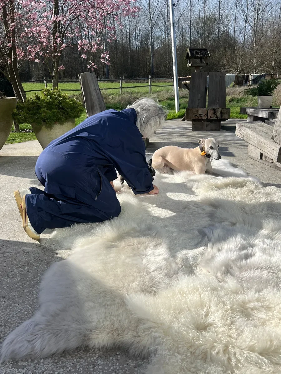 Lilo by Wol Society, a cream sheep skin rug with long, soft fleece and a warm brown edge