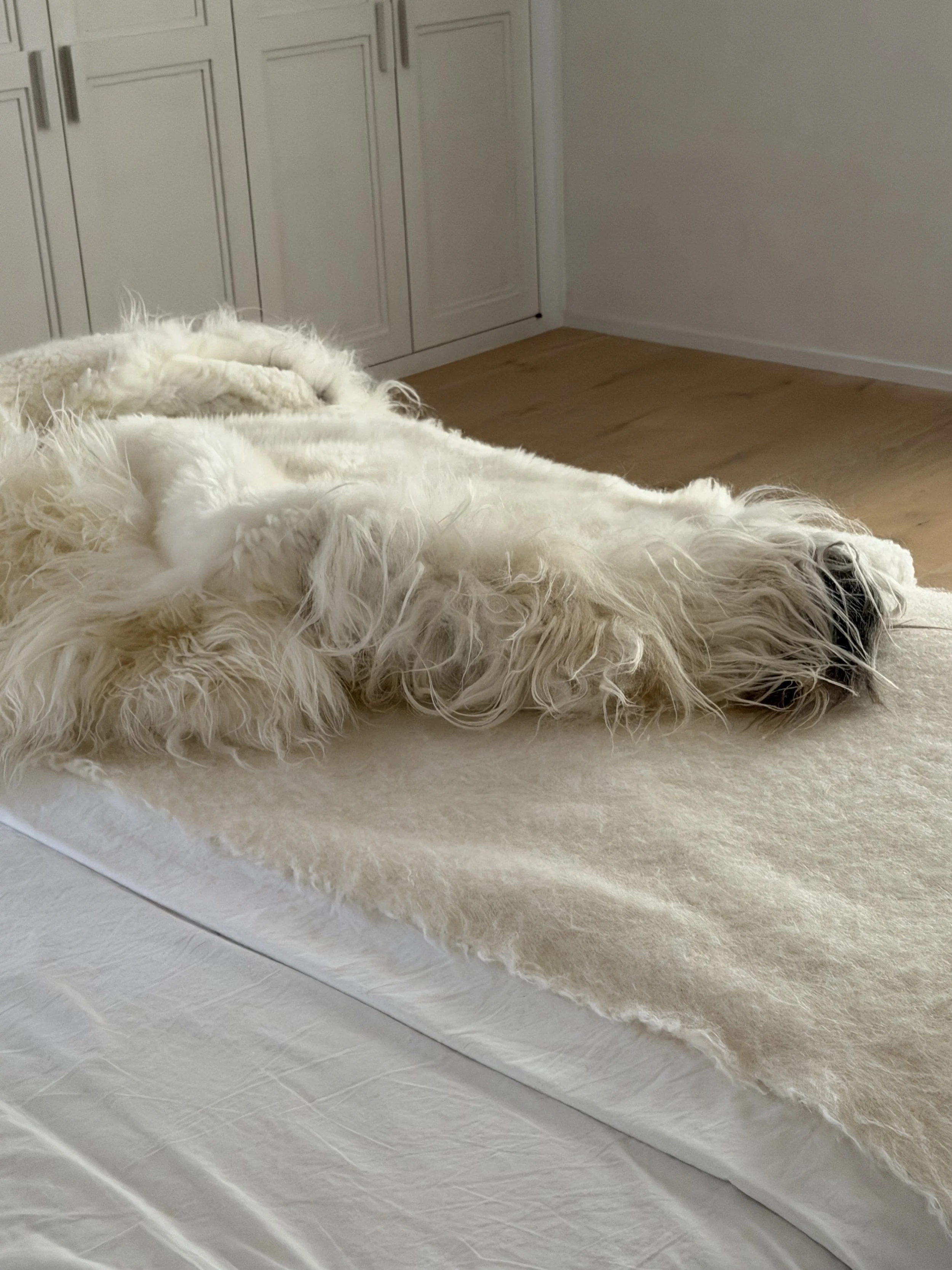 Archie by Wol Society, an ivory sheep skin rug with long silky locks and one dark-tipped edge.
