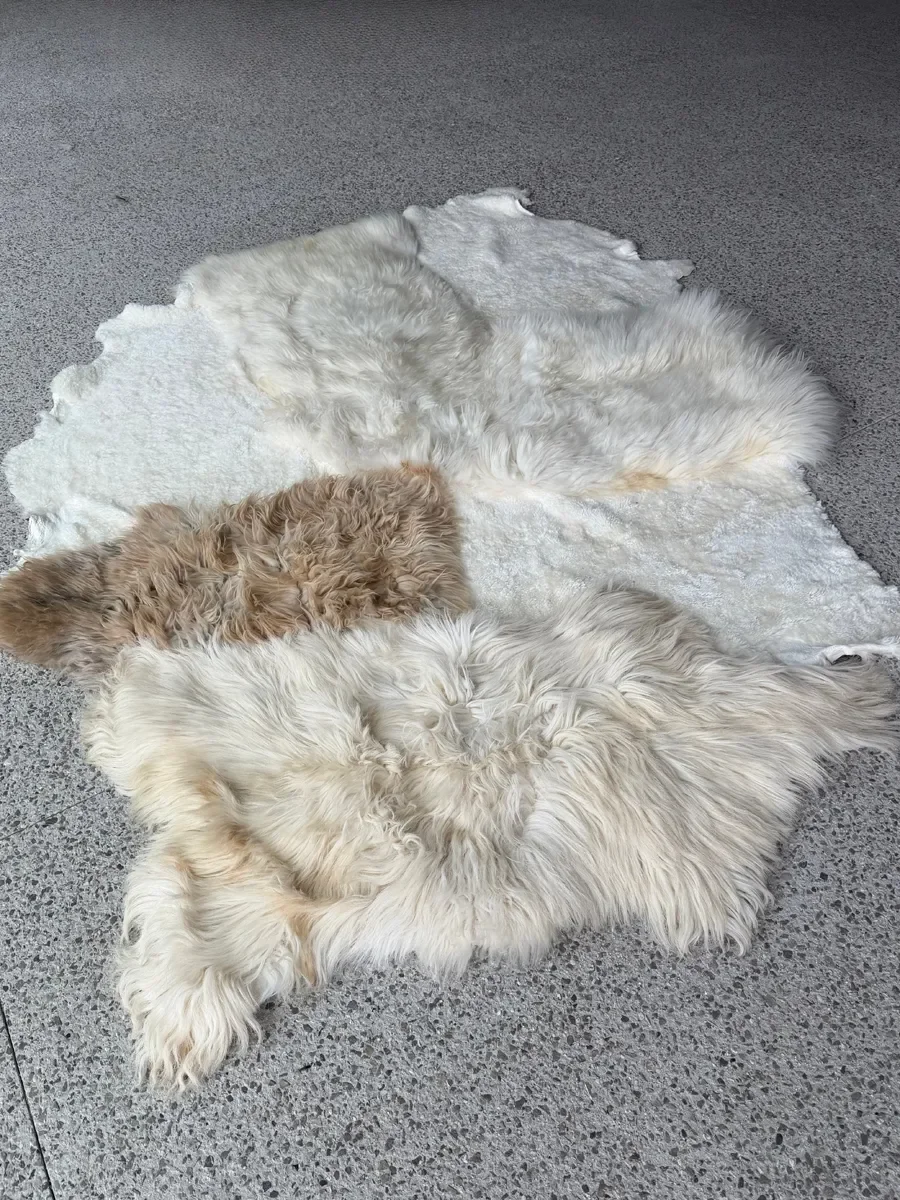 Yuto by Wol Society, a creamy white sheepskin rug with one sandy taupe pelt