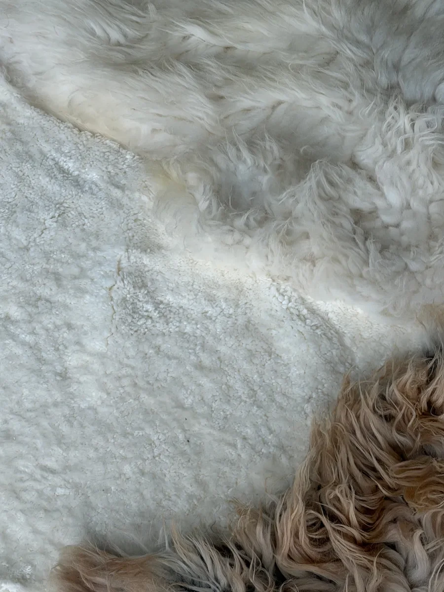 Yuto by Wol Society, a creamy white sheepskin rug with one sandy taupe pelt