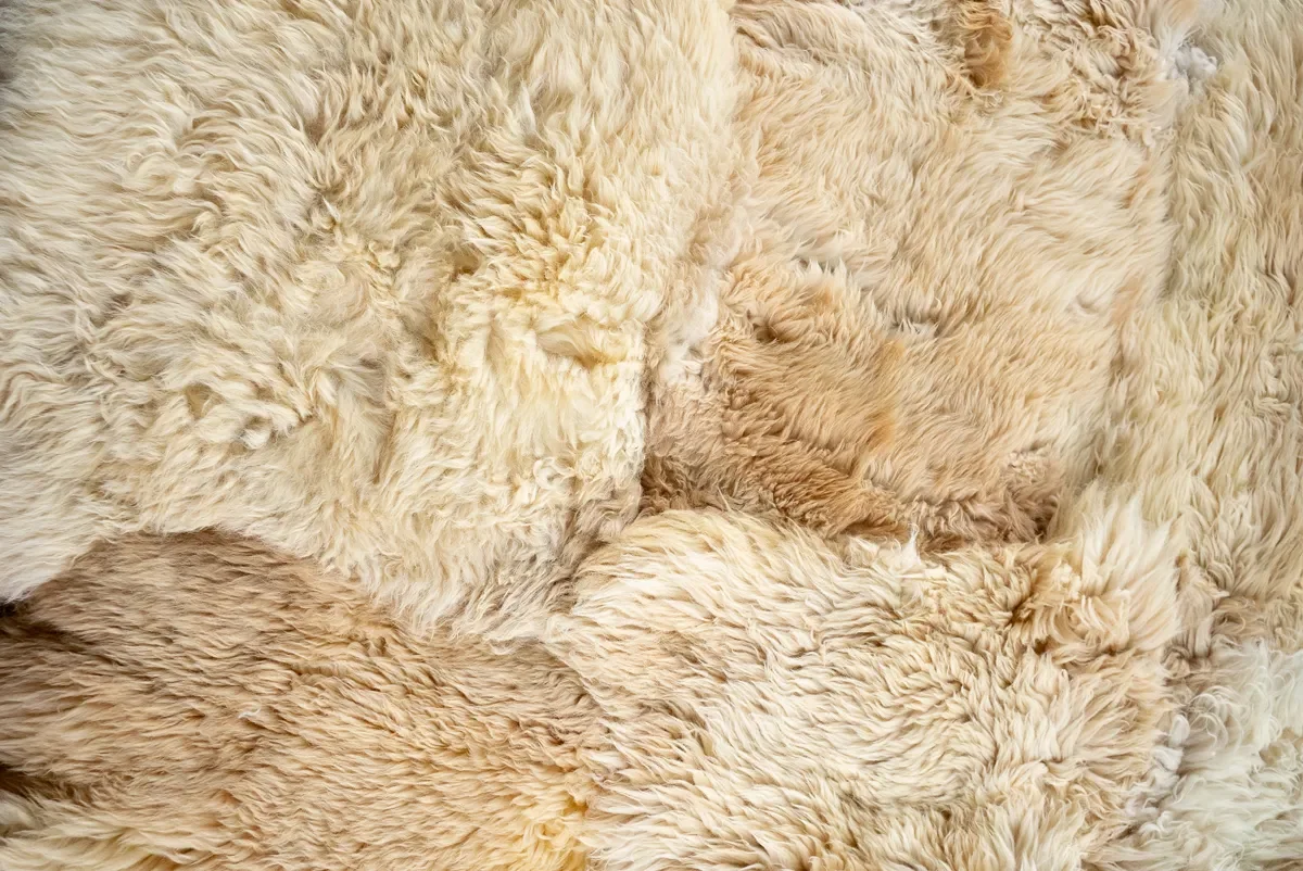 Rosie by Wol Society, a honey and wheat sheep skin rug with plush pelts