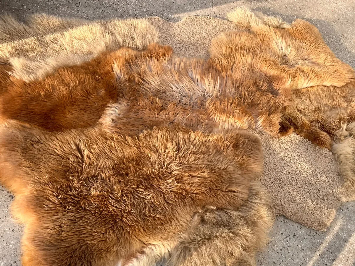 Latte Love by Wol Society, a caramel and honey sheep skin rug with plush fleece around a sandy beige center