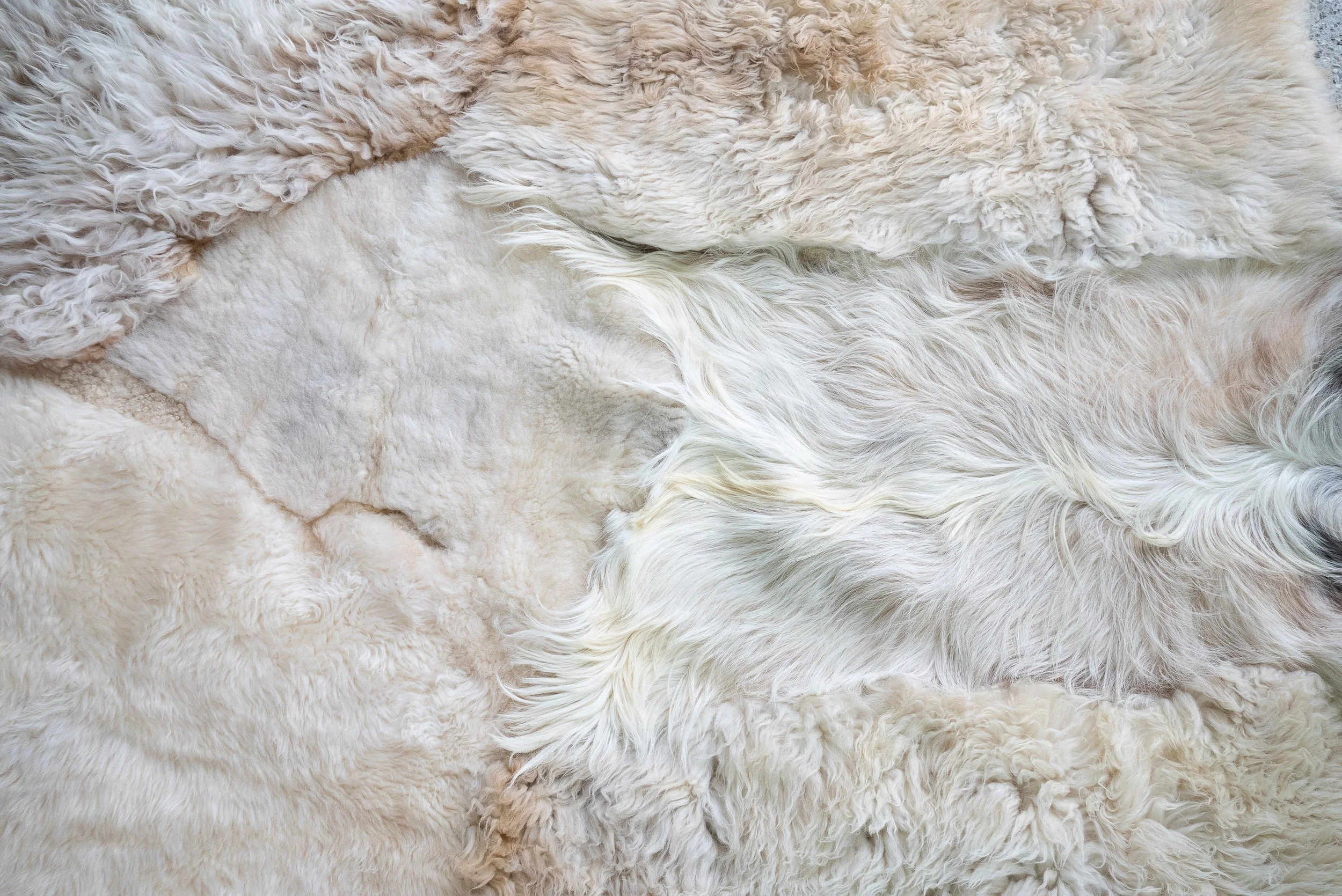 alfie-grey-white-sheepskin-rug (8).jpg