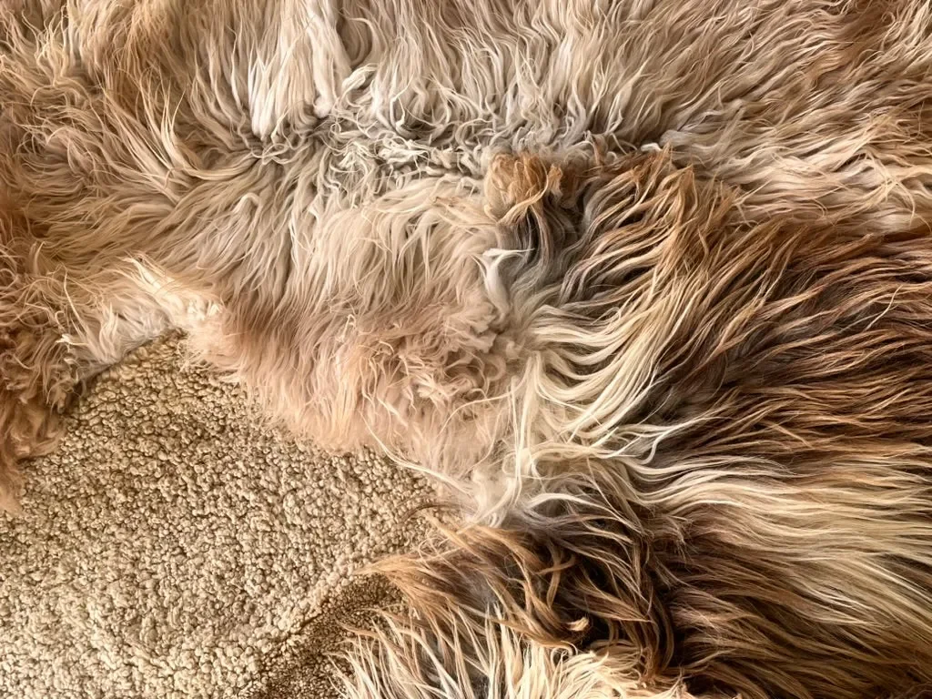 Big Dream by Wol Society, a giant sheepskin rug in caramel and cream with long, silky fleece