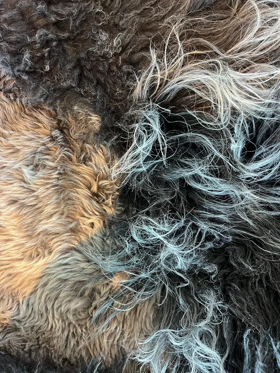 Joske by Wol Society, a large dark brown sheepskin rug with honey, taupe and silvery curly pelts