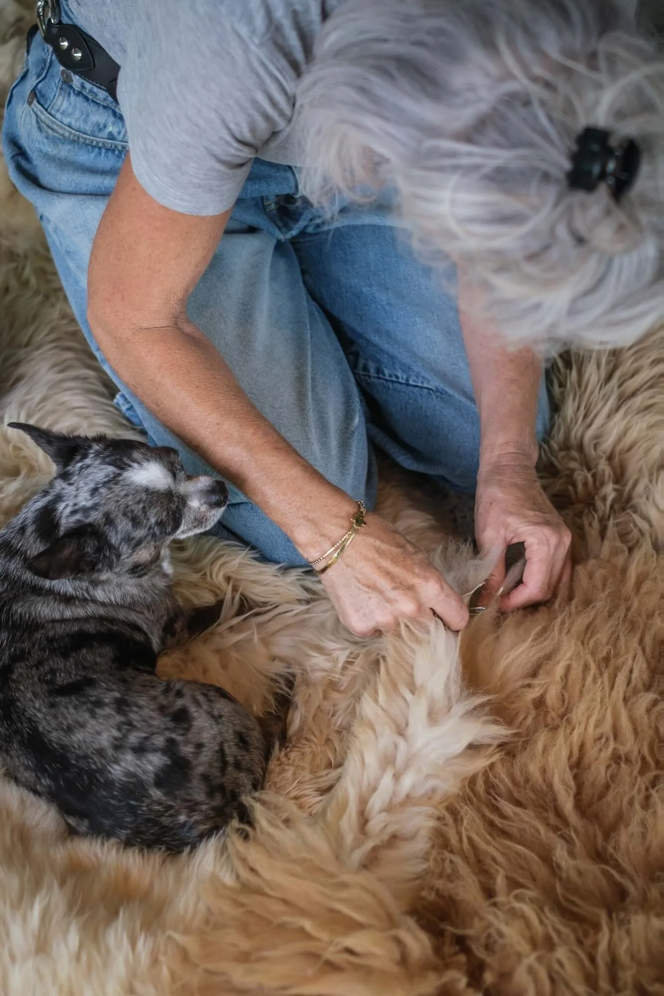 A woman with gray hair, wearing a gray shirt and jeans, grooming a sheepskin rug while a black and gray puppy sits nearby.