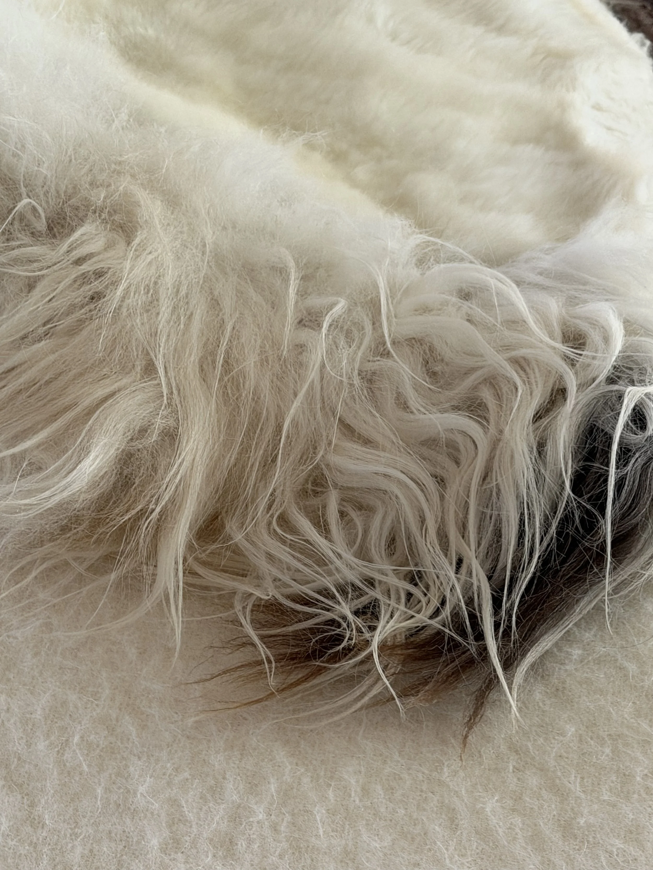 Archie by Wol Society, an ivory sheep skin rug with long silky locks and one dark-tipped edge.