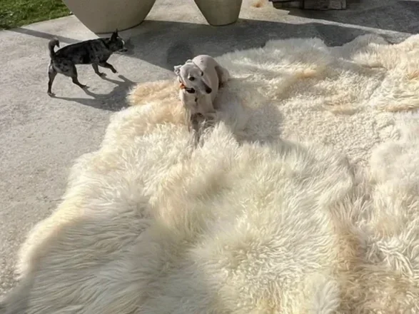 Nugget-sheepskin-rug-4.webp