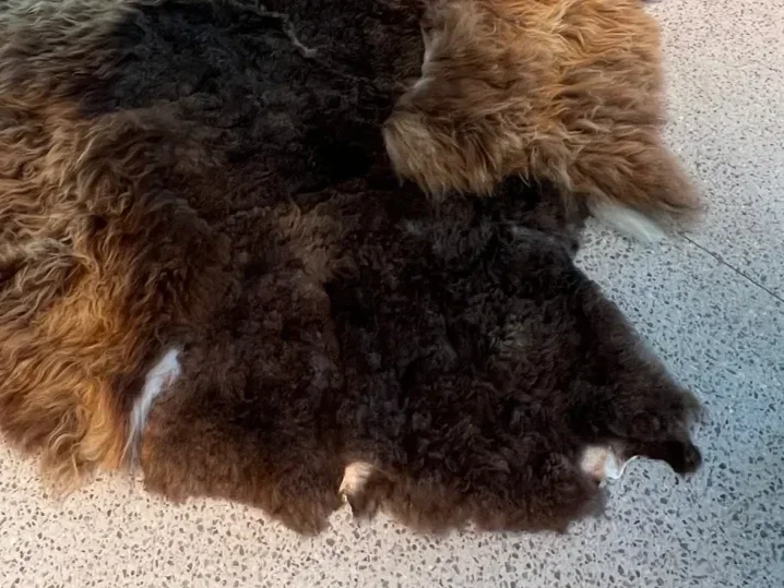 Mieke 203 by Wol Society, a shaggy brown sheepskin rug in chocolate, chestnut and copper