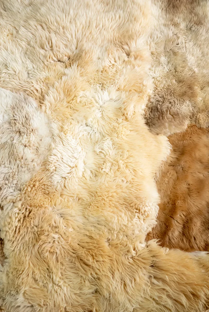 Teddy by Wol Society, a large caramel and honey sheep skin rug with a cream accent