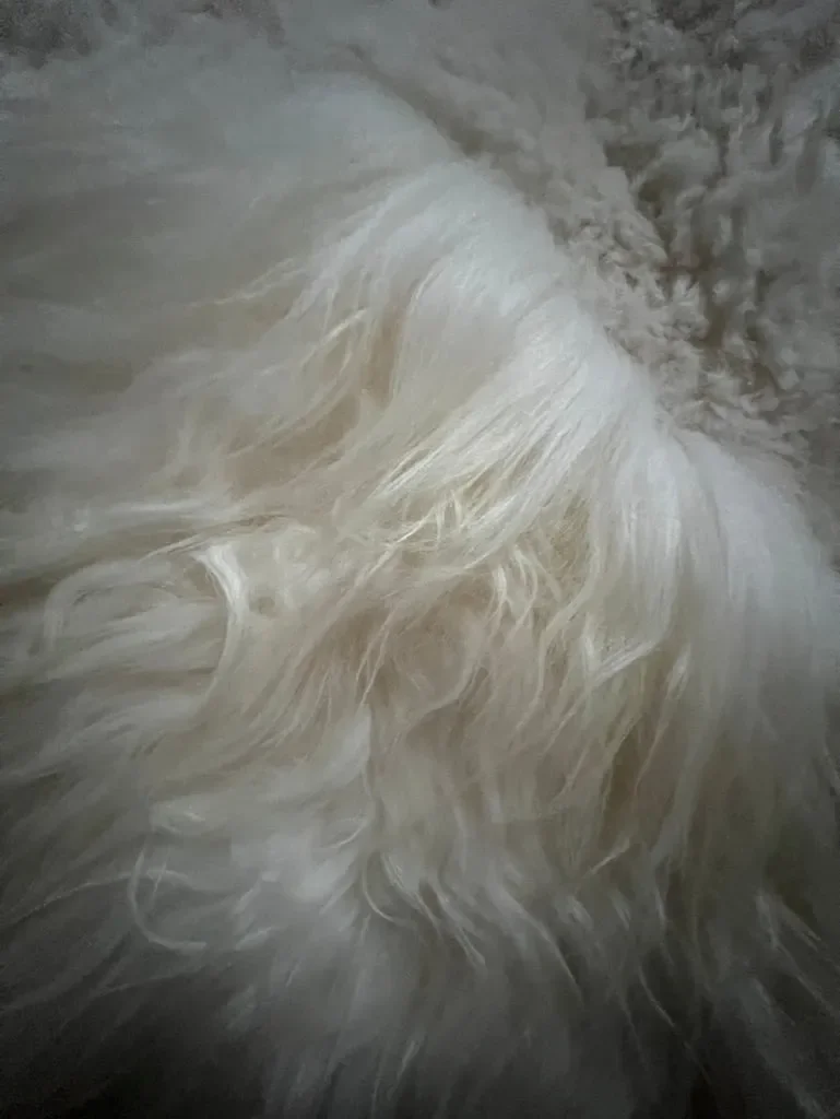 Lewis by Wol Society, an elongated white sheepskin rug with long, fluffy fleece