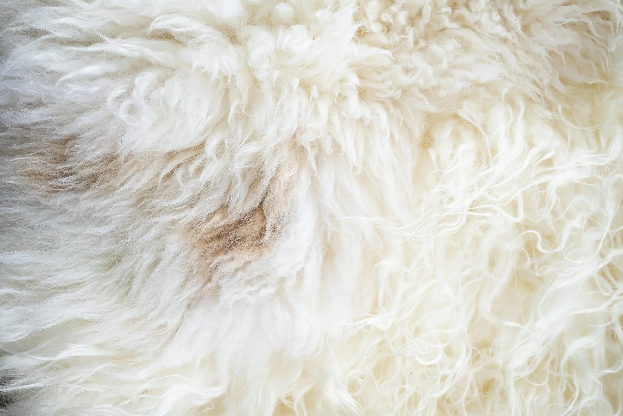 Kai by Wol Society, an ivory and cream sheep skin rug with long, gently wavy fleece
